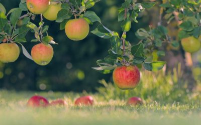 Van een appelboom die peren wil voortbrengen