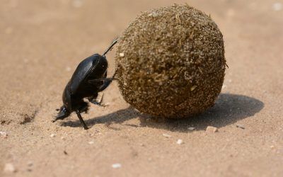 Als je werk als Sisyphus-arbeid voelt…